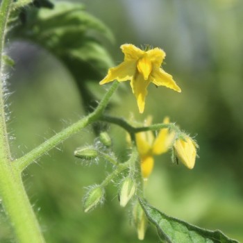 Tomate Lucky Tiger (Buschtomate) (Samen)