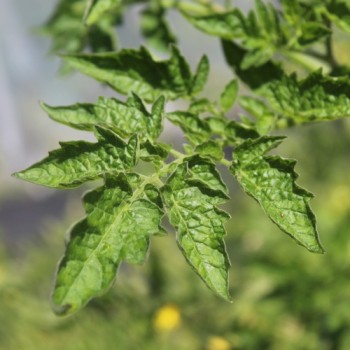 Tomate Lucky Tiger (Buschtomate) (Samen)