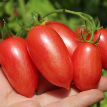 Tomate Maglia Rosa (Buschtomate) (Samen)