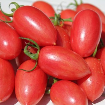 Tomate Maglia Rosa (Buschtomate) (Samen)
