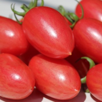 Tomate Maglia Rosa (Buschtomate) (Samen)