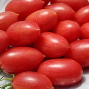 Tomate Maglia Rosa (Buschtomate) (Samen)