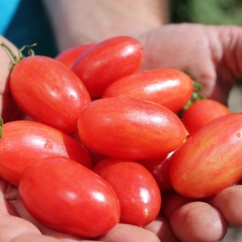 Tomate Maglia Rosa (Buschtomate) (Samen)