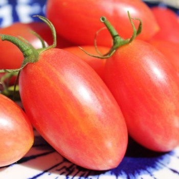Tomate Maglia Rosa (Buschtomate) (Samen)