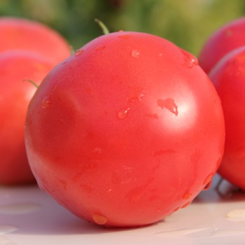 Tomate Mexico (Samen)