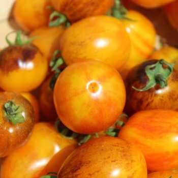 Neu! Tomate Microdwarf Golden Hour (Samen)