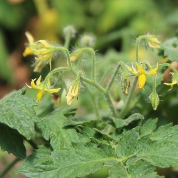 Neu! Tomate Microdwarf Golden Hour (Samen)