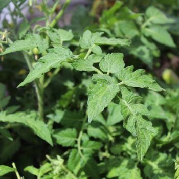 Neu! Tomate Microdwarf Golden Hour (Samen)