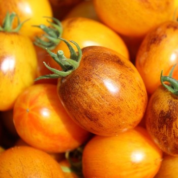 Neu! Tomate Microdwarf Golden Hour (Samen)