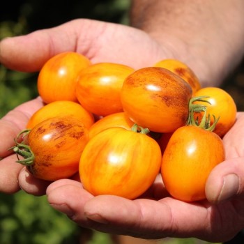 Neu! Tomate Microdwarf Golden Hour (Samen)