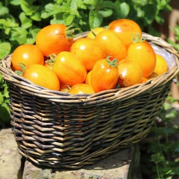 Neu! Tomate Microdwarf Golden Hour (Samen)