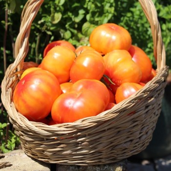 Tomate Oaxacan Jewel  (Samen)