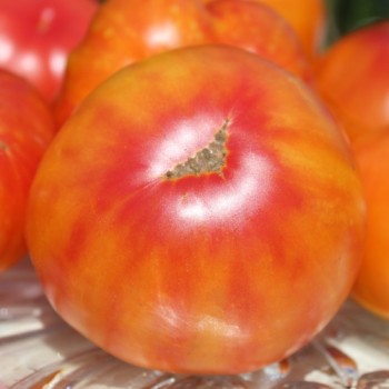 Tomate Oaxacan Jewel  (Samen)