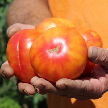 Tomate Oaxacan Jewel  (Samen)