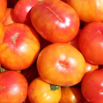 Tomate Oaxacan Jewel  (Samen)