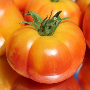 Tomate Oaxacan Jewel  (Samen)