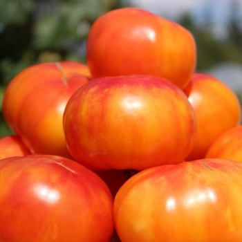 Tomate Oaxacan Jewel  (Samen)