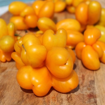 Tomate Phil’s One (Samen)