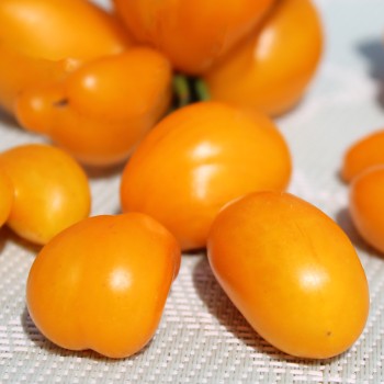 Tomate Phil’s One (Samen)