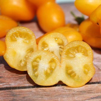 Tomate Phil’s One (Samen)