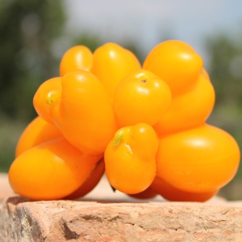 Tomate Phil’s One (Samen)