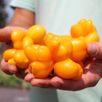 Tomate Phil’s One (Samen)
