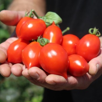Tomate Piennolo del Vesuvio (Lagertomate) (Samen)