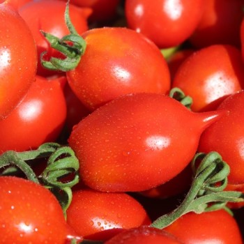 Tomate Piennolo del Vesuvio (Lagertomate) (Samen)