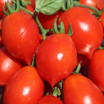 Tomate Piennolo del Vesuvio (Lagertomate) (Samen)
