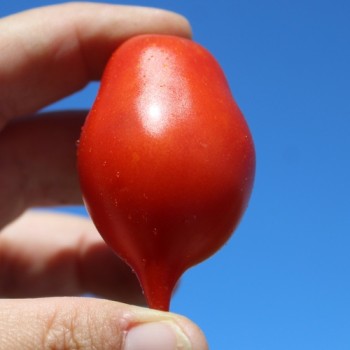 Tomate Piennolo del Vesuvio (Lagertomate) (Samen)
