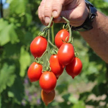 Tomate Piennolo del Vesuvio (Lagertomate) (Samen)