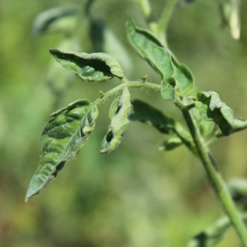 Tomate Piennolo del Vesuvio (Lagertomate) (Samen)