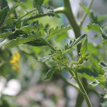 Tomate Pink Bumblebee (Samen)