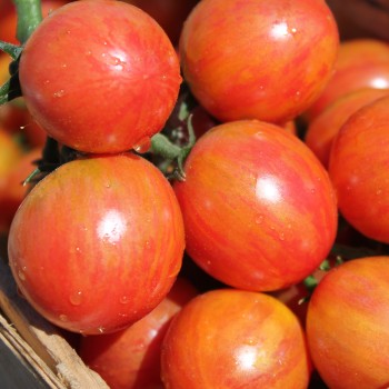 Tomate Pink Bumblebee (Samen)
