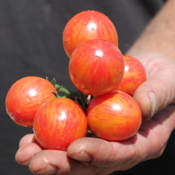 Tomate Pink Bumblebee (Samen)