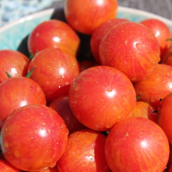 Tomate Pink Bumblebee (Samen)