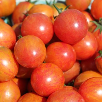 Tomate Pink Bumblebee (Samen)