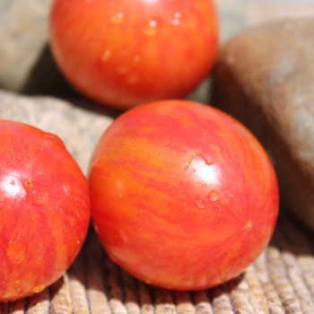 Tomate Pink Bumblebee (Samen)
