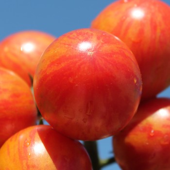 Tomate Pink Bumblebee (Samen)