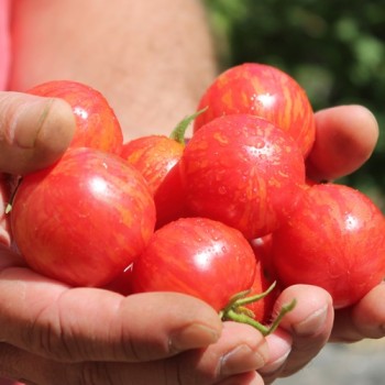 Tomate Pink Vernissage  (Samen)