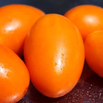 Tomate Ray (Buschtomate) (Samen)