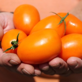 Tomate Ray (Buschtomate) (Samen)