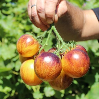 Neu! Tomate Rebel Starfighter Keyley Anne (Samen)