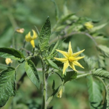 Neu! Tomate Rebel Starfighter Keyley Anne (Samen)