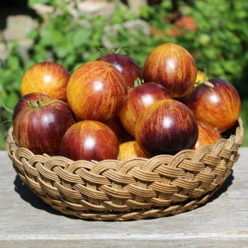 Neu! Tomate Rebel Starfighter Keyley Anne (Samen)