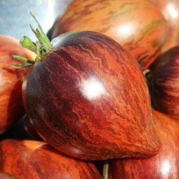 Tomate Rebel Starfighter Prime (Samen)
