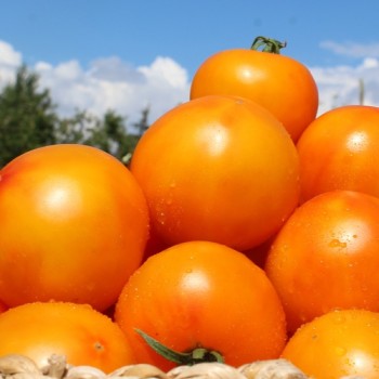 Tomate Skykomish (Samen)