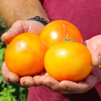 Tomate Skykomish (Samen)