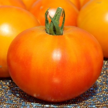 Tomate Skykomish (Samen)
