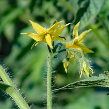 Tomate Skykomish (Samen)